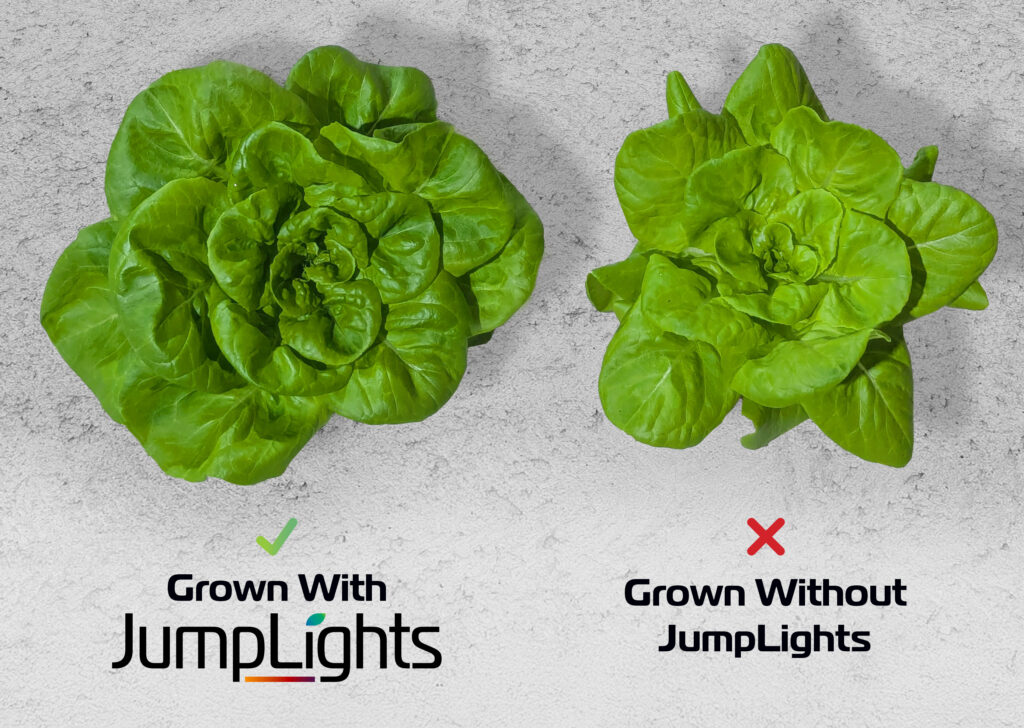 Comparison of lettuce growth with and without JumpLights grow lights