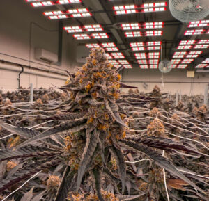 close-up of cannabis at Lyfted Farms