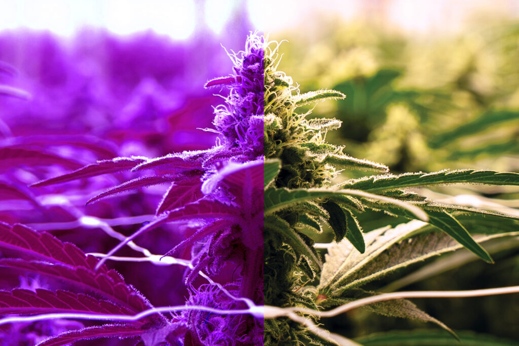 Figure 1: Image of plants under blurple lights vs. under broad spectrum light