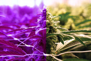 Figure 1: Image of plants under blurple lights vs. under broad spectrum light