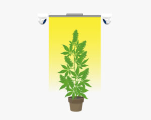NIR cameras near cannabis plant
