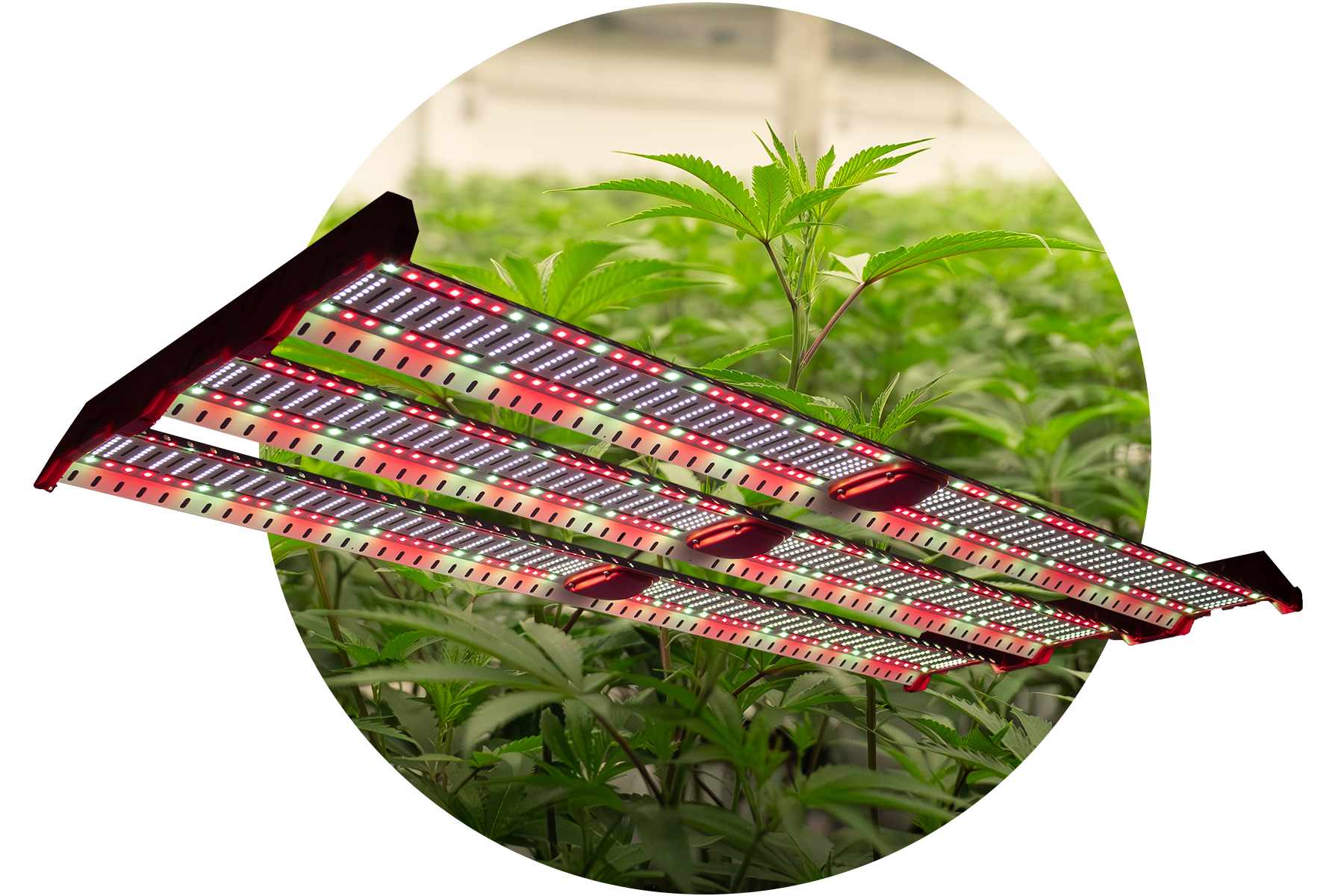 Catalyst Plant Cutout