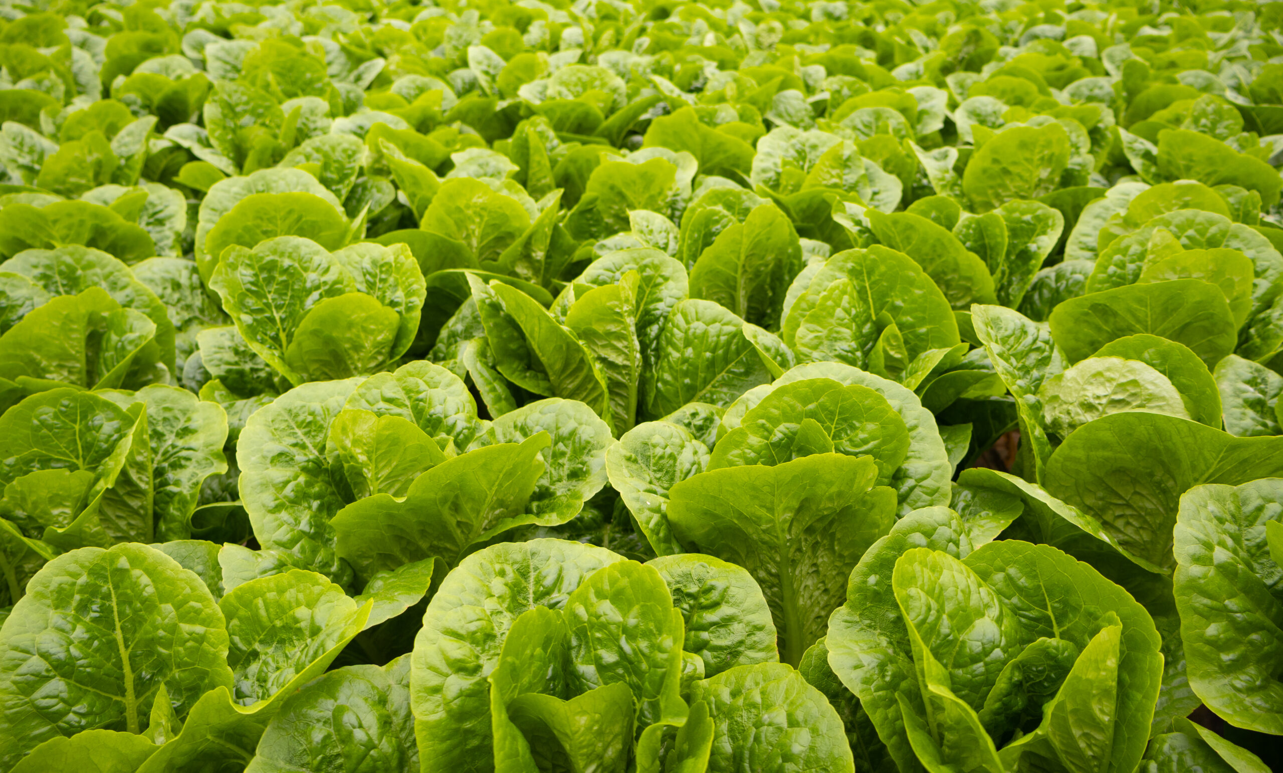 Close-up of lettuce at District Farms