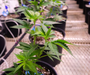 Cannabis plant growing pot