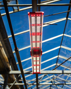LEED Grow Light Hanging in Catoctin Greenhouse