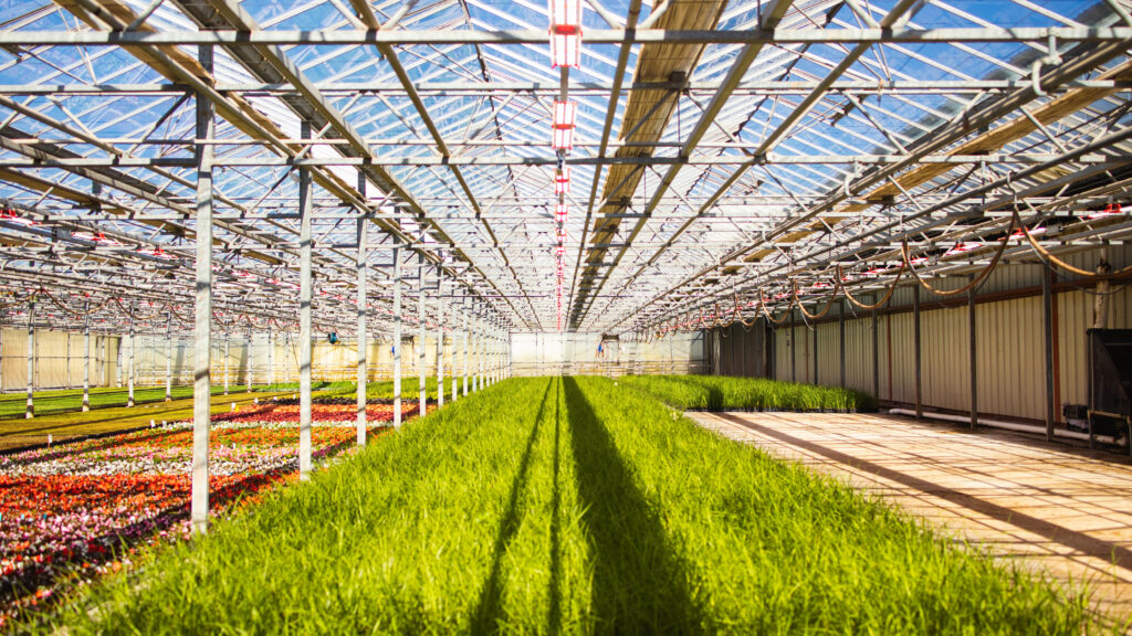 Greenhouse Lighting