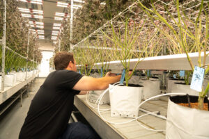 JumpLights installing under canopy lights in a grow facility