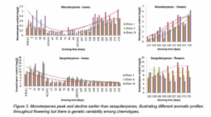 Line graphs showing Monoterpenes peak and decline earlier than sesquiterpenes, illustrating different aromatic profiles throughout flowering but there is genetic variability among chemotypes.