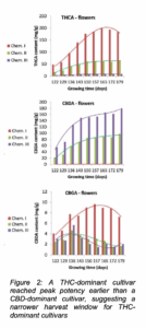 Line graph showing THC-dominant cultivar reached peak potency earlier than a CBD-dominant cultivar, suggesting a narrower harvest window for THC dominant cultivars 