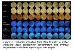 Trichomes transition from clear to milky to amber