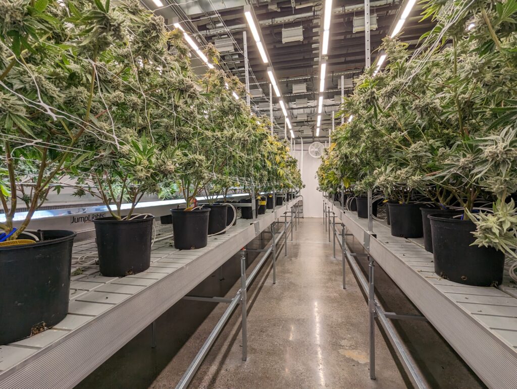 Cannabis being grown under grow lights