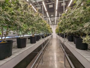 Cannabis being grown under grow lights