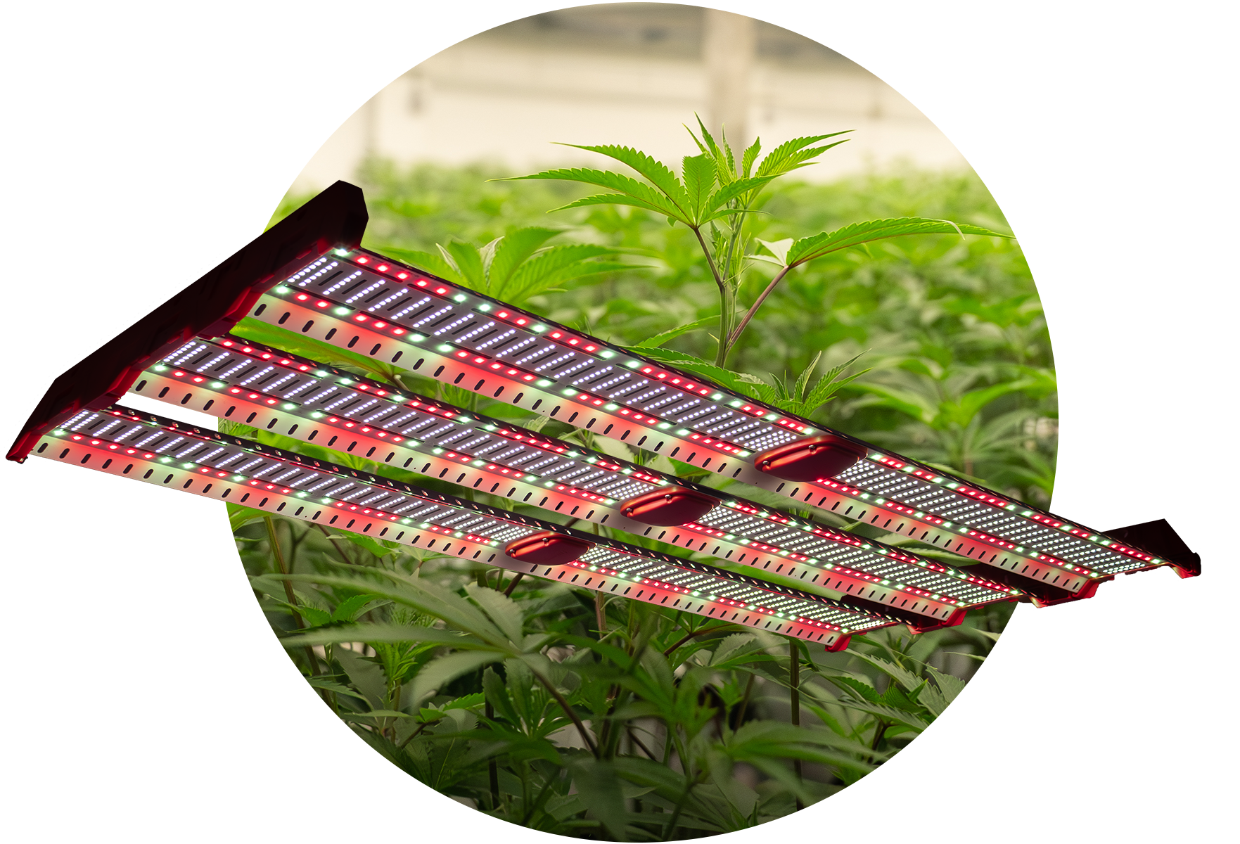 Catalyst Plant Cutout