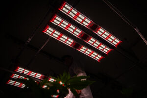 JumpLights ETS lights in a cannabis facility