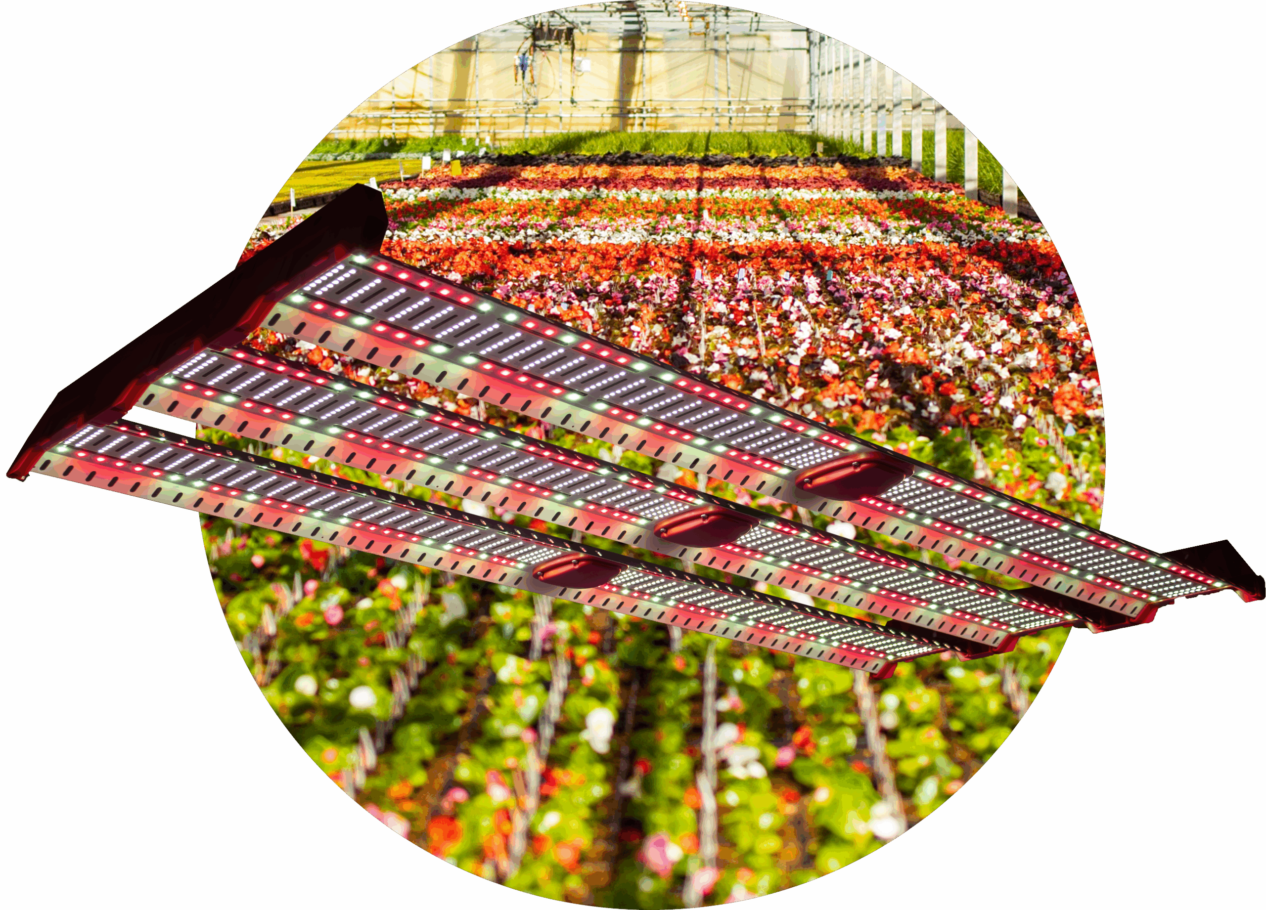 Catalyst Plant Cutout
