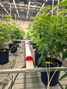 Using under canopy lights is one way to get better light direction.