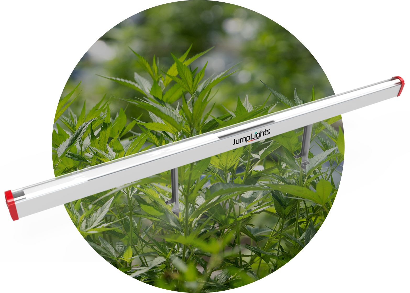 Catalyst Plant Cutout
