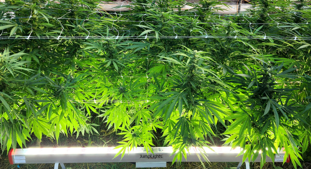 Catalyst Pro Under Canopy Light Shining on Cannabis Plant