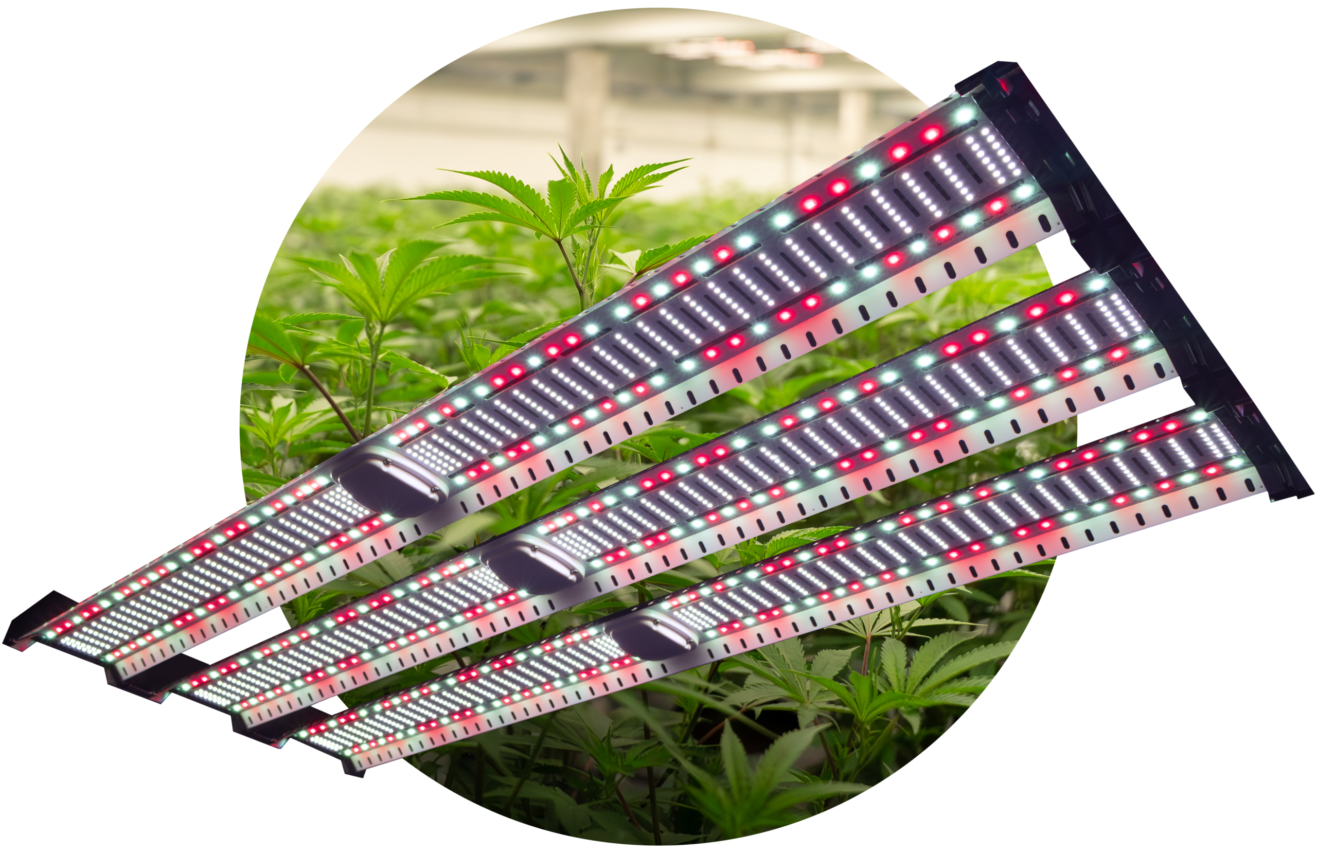 Catalyst Plant Cutout