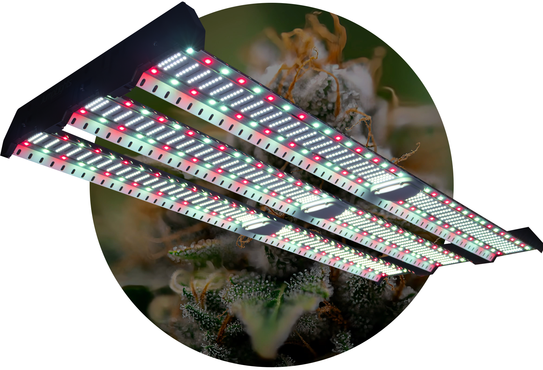 Catalyst Plant Cutout