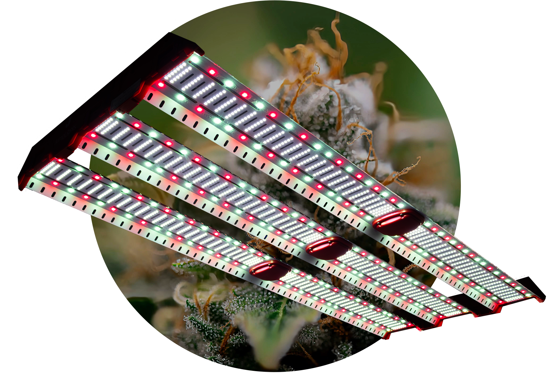 Catalyst Plant Cutout