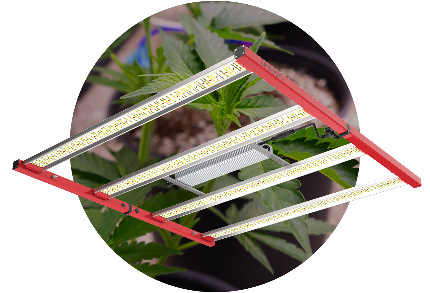 Catalyst Plant Cutout