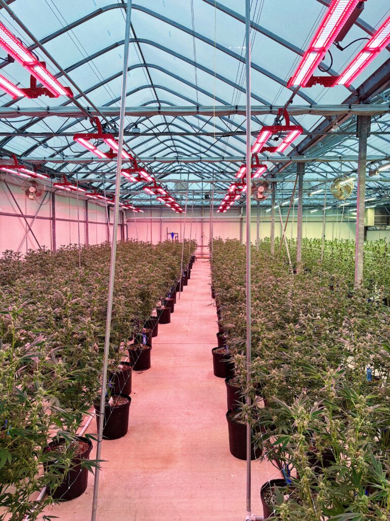 ETS MAX Grow Lights hanging in greenhouse