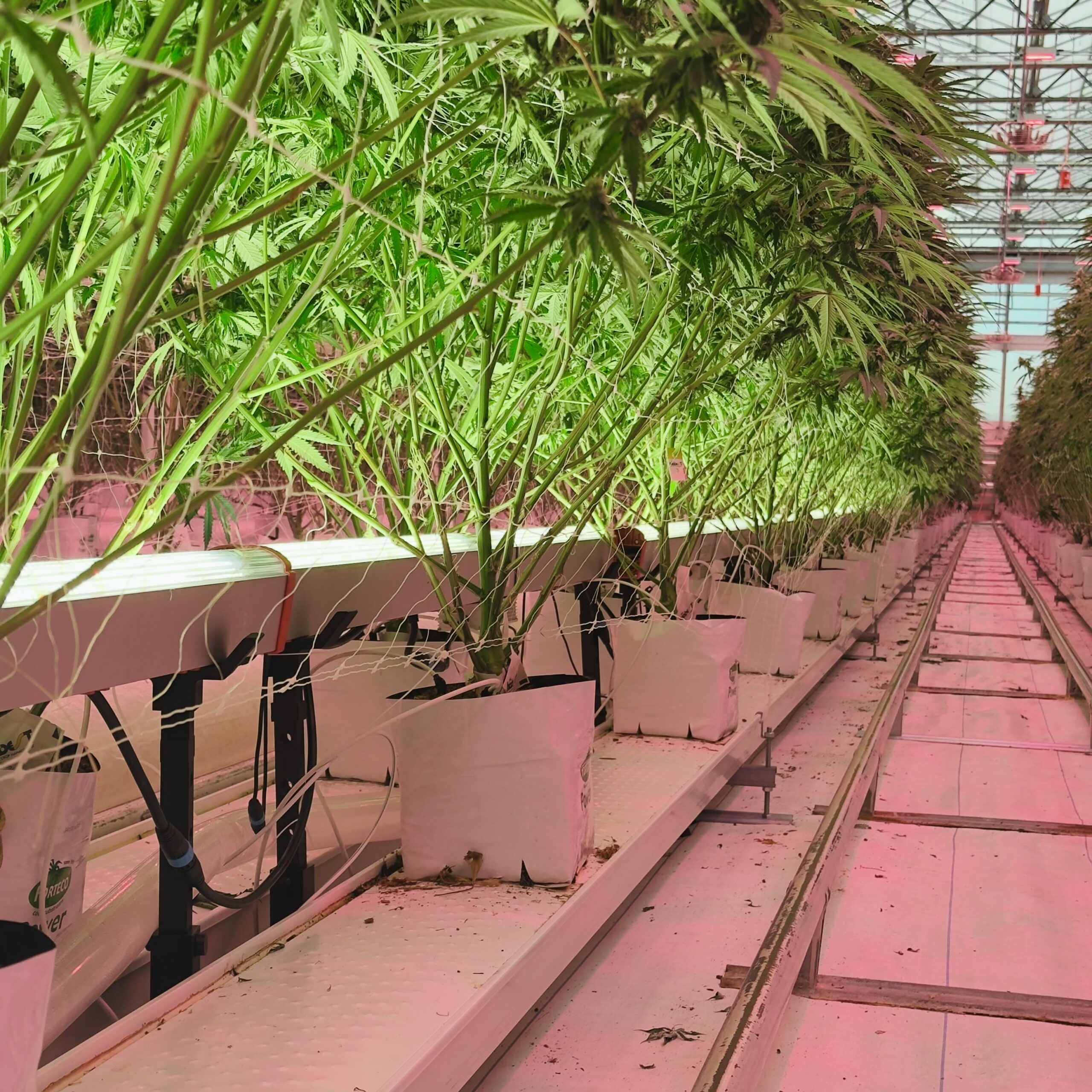 Catalyst Pro Under Canopy Light in Greenhouse Grow