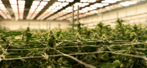 Cannabis flower in an indoor cannabis cultivation facility