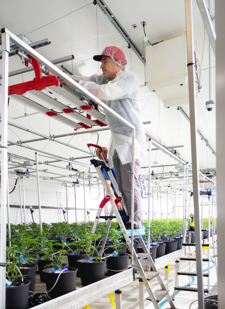 LED Grow Light JumpLights Cannabis Installation