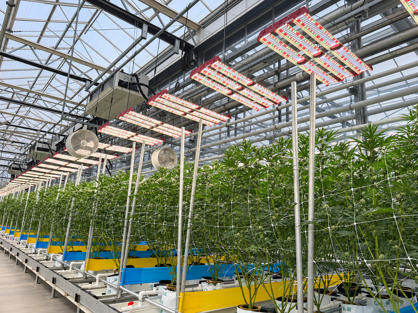 LED grow lights hanging in a cannabis greenhouse facility