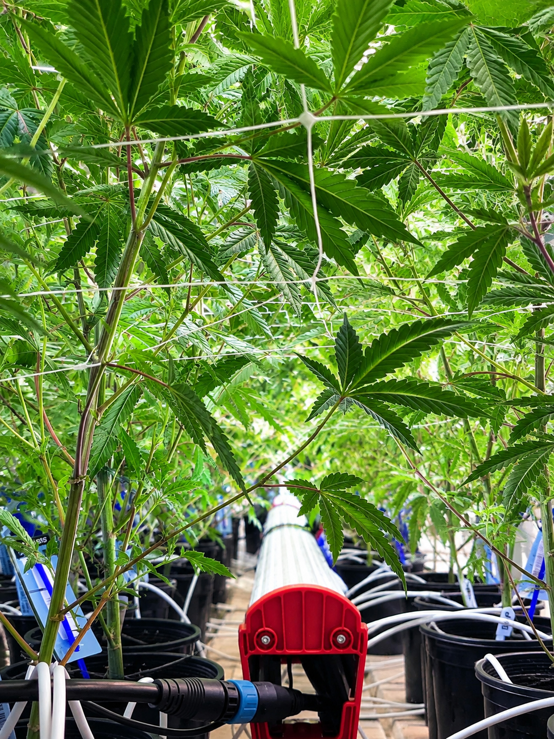 JumpLights Catalyst Under Canopy Light under Cannabis Plans